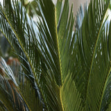 Palmier Cycas - 40 cm - VERDENA-40 cm la livrare in ghiveci cu Ø de 12 cm