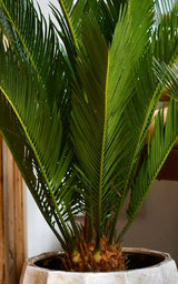 Palmier Cycas - 40 cm - VERDENA-40 cm la livrare in ghiveci cu Ø de 12 cm