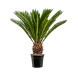 Palmier Cycas - 85 cm - VERDENA-85 cm la livrare in ghiveci cu Ø de 21 cm