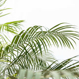 Palmier de apartament Curmal Pitic (Phoenix Roebelenii) - VERDENA-90-100 cm inaltime, livrat in ghiveci de 20 l