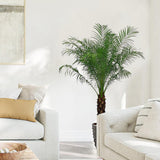 Palmier de apartament Curmal Pitic (Phoenix Roebelenii) - VERDENA-90-100 cm inaltime, livrat in ghiveci de 20 l