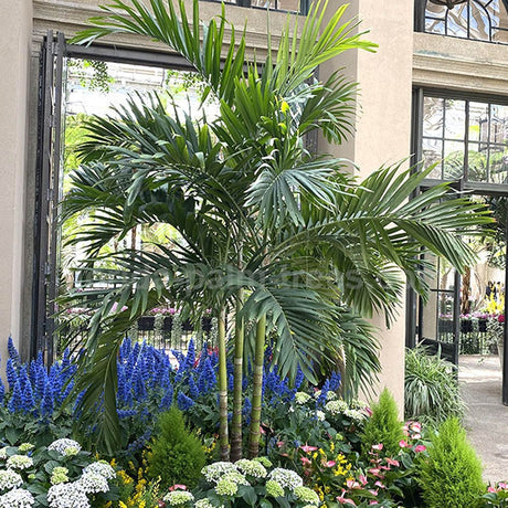 Palmier de Craciun Veitchia (Adonidia) Merrillii - 200/240 cm