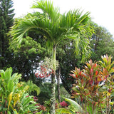 Palmier de Craciun Veitchia (Adonidia) Merrillii - 200/240 cm - VERDENA-200 cm inaltime, livrat in ghiveci de 12.5 l