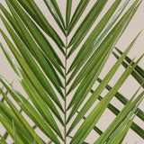 Palmier din Insulele Canare - VERDENA-40 cm cm inaltime livrat in ghiveci de 3.5 L