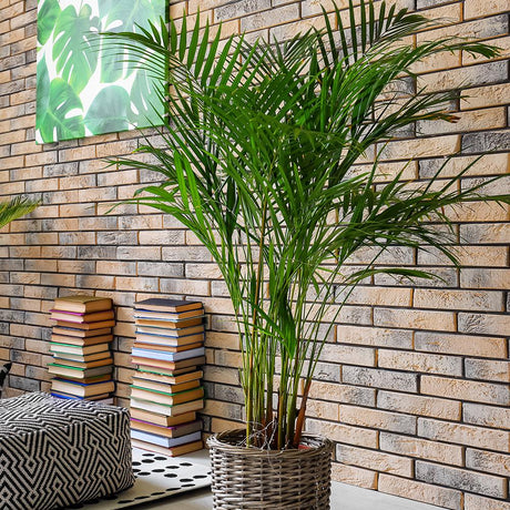 Palmier Dypsis (Areca) Lutescens - 250 cm