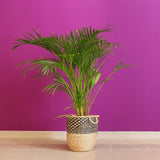 Palmier Dypsis (Areca) Lutescens - 65 cm - VERDENA-65 cm inaltime livrat in ghiveci de 4 L