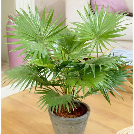 Palmier Fantana (Livistona Australis) - 130 cm - VERDENA-125-130 cm inaltime, livrat in ghiveci de 9 l