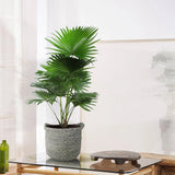 Palmier fantana (Livistona rotundifolia) - 35 cm - VERDENA-35 cm la livrare in ghiveci Ø 12 cm