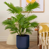 Palmier Fantana (Livistona Rotundifolia) - 45-50 cm - VERDENA-45-50 cm inaltime, livrat in ghiveci de 1.5 l