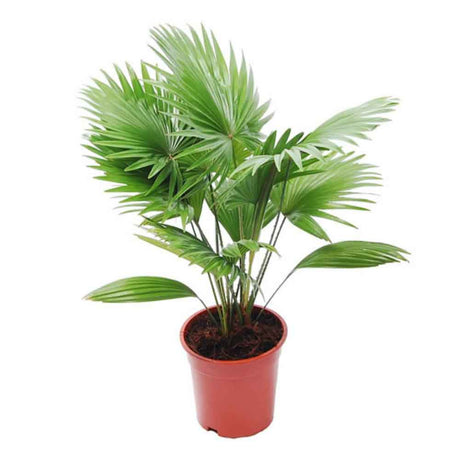 Palmier fantana (Livistona rotundifolia) - 50 cm - VERDENA-50 cm inaltime livrat in ghicevi de 1.5 L