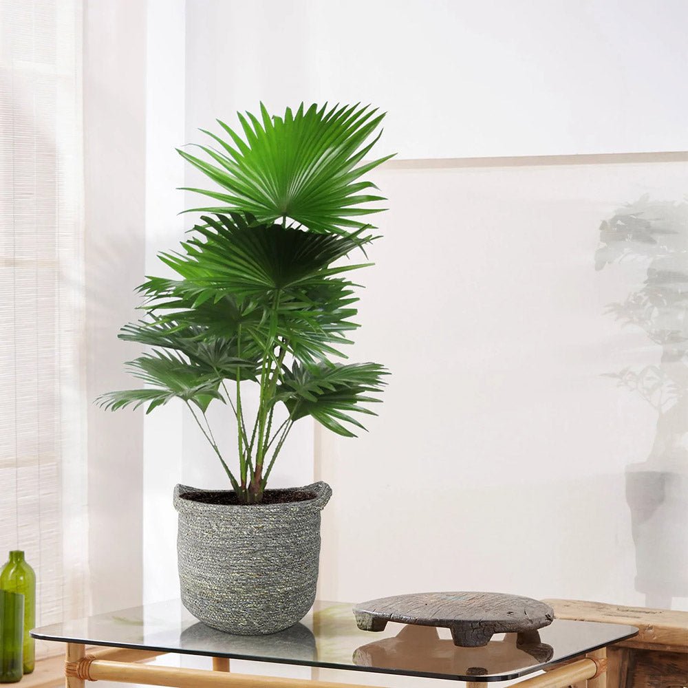 Palmier fantana (Livistona rotundifolia) - 50 cm - VERDENA-50 cm la livrare, in ghiveci Ø14 cm