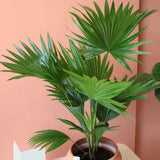 Palmier fantana (Livistona rotundifolia) - 50 cm - VERDENA-50 cm inaltime livrat in ghicevi de 1.5 L
