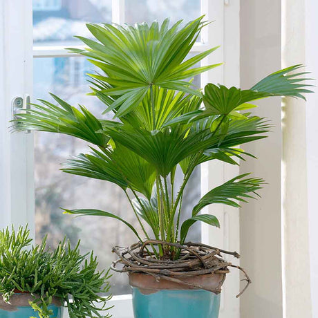 Palmier Fantana (Livistona Rotundifolia) - 70-75 cm