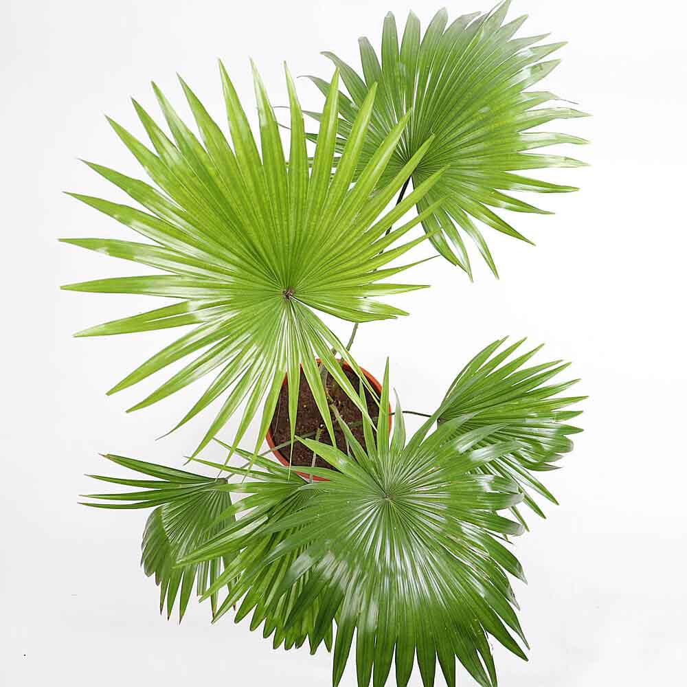 Palmier fantana (Livistona rotundifolia) - 75 cm - VERDENA-75 cm inaltime livrat in ghiveci de 6 L
