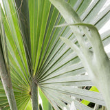 Palmier gri Bismarckia - 325 cm, livrat in ghiveci cu diametru de 75cm si 55cm inaltime