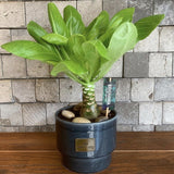 Palmier Hawaiian Brighamia Insignis - cu 2 Tulpini