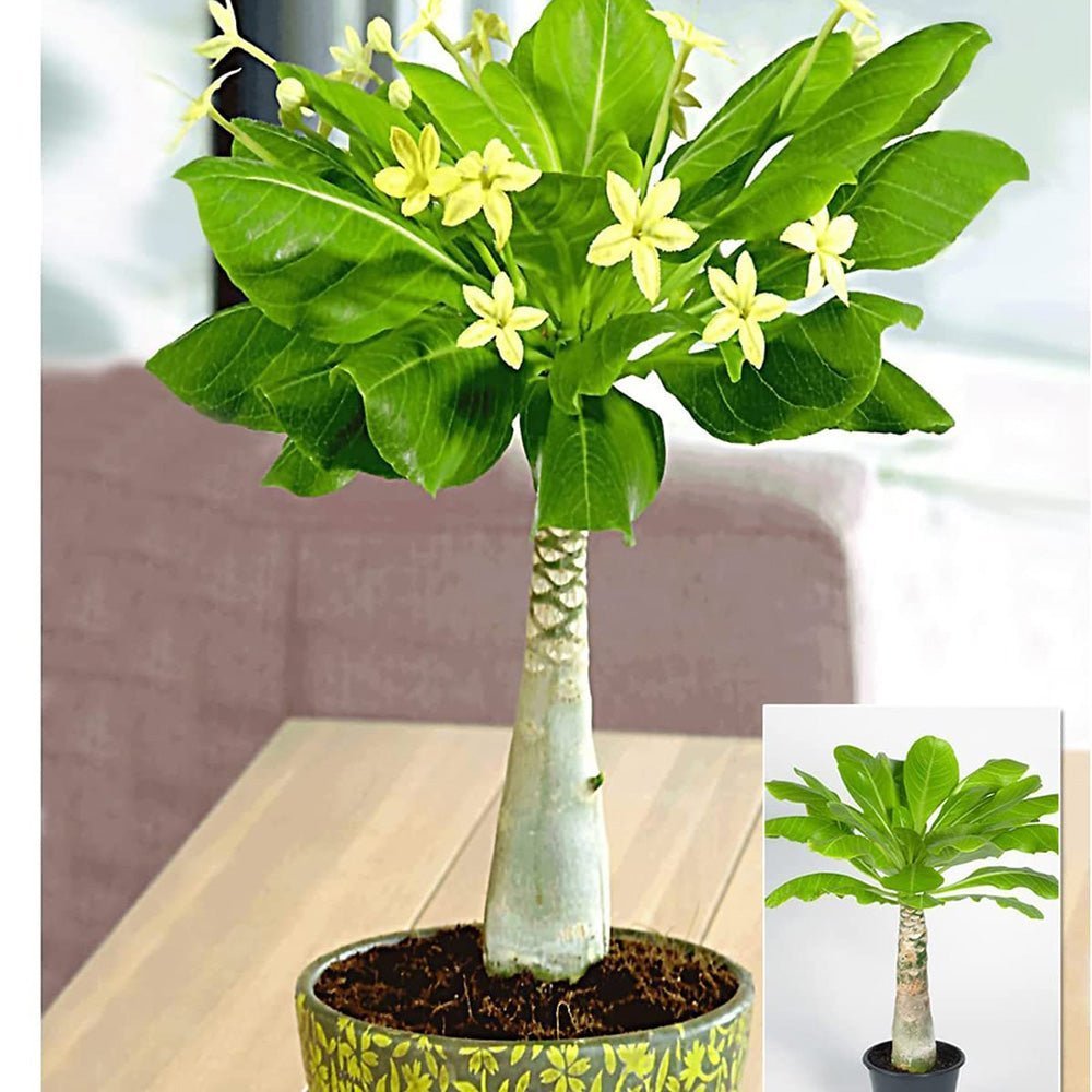 Palmier Hawaiian Brighamia Insignis - cu 2 Tulpini - VERDENA-60 cm inaltime, livrat in ghiveci de 4.5 l