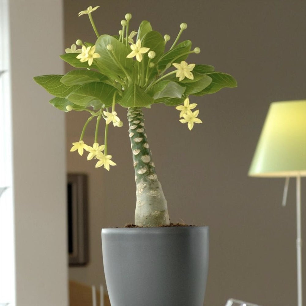 Palmier Hawaiian Brighamia Insignis - cu 2 Tulpini - VERDENA-60 cm inaltime, livrat in ghiveci de 4.5 l