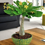 Palmier Hawaiian Brighamia Insignis - cu 2 Tulpini