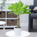 Palmier Hawaiian Brighamia Insignis - cu 2 Tulpini - VERDENA-60 cm inaltime, livrat in ghiveci de 4.5 l