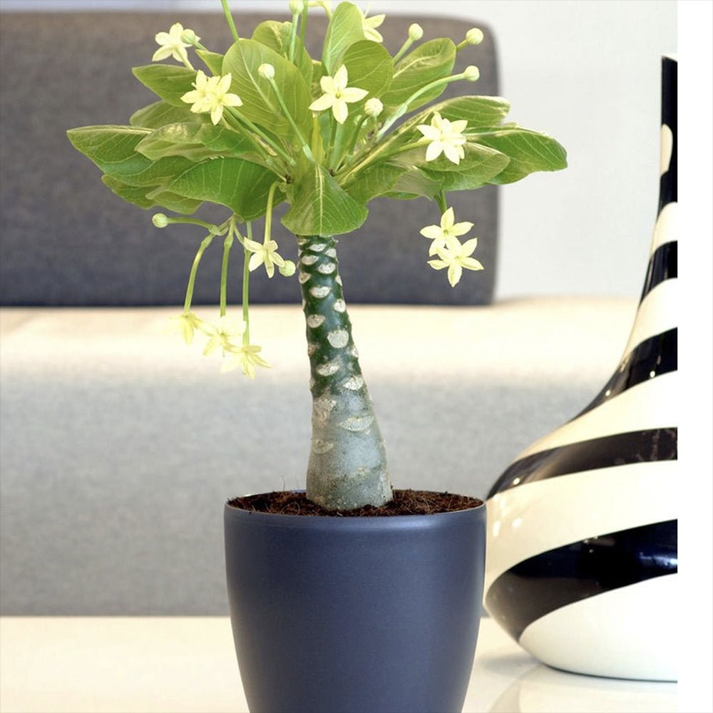 Palmier Hawaiian Brighamia Insignis - cu 2 Tulpini - VERDENA-60 cm inaltime, livrat in ghiveci de 4.5 l