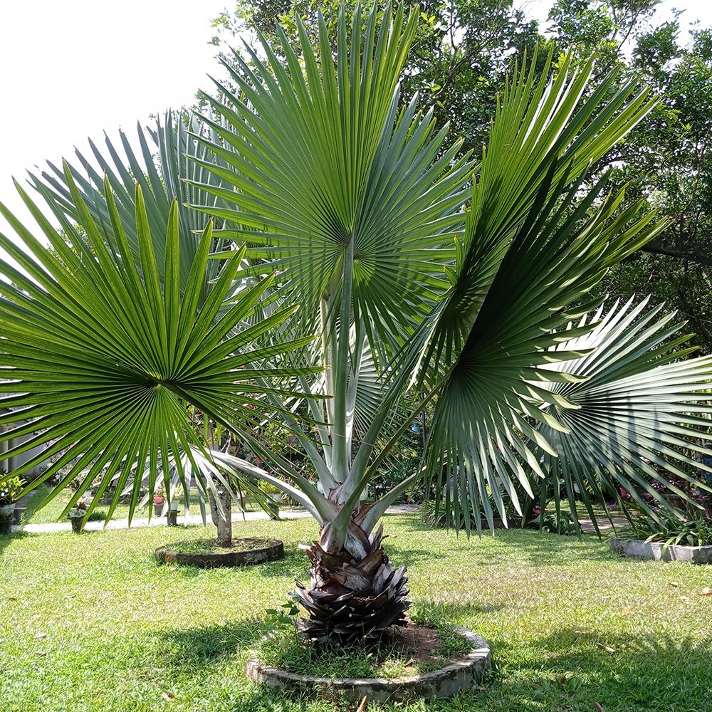 Palmier inalt Mexican - 180 cm, livrat in ghiveci cu diametru de 30cm si 28cm inaltime