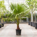 Palmier inalt Mexican - 180 cm, livrat in ghiveci cu diametru de 30cm si 28cm inaltime