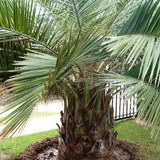 Palmier (Jubaea chilensis) - VERDENA-100 cm inaltime livrat in ghiveci de 30 L
