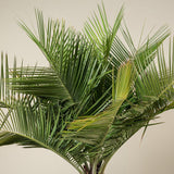 Palmier (Jubaea chilensis) - VERDENA-100 cm inaltime livrat in ghiveci de 30 L