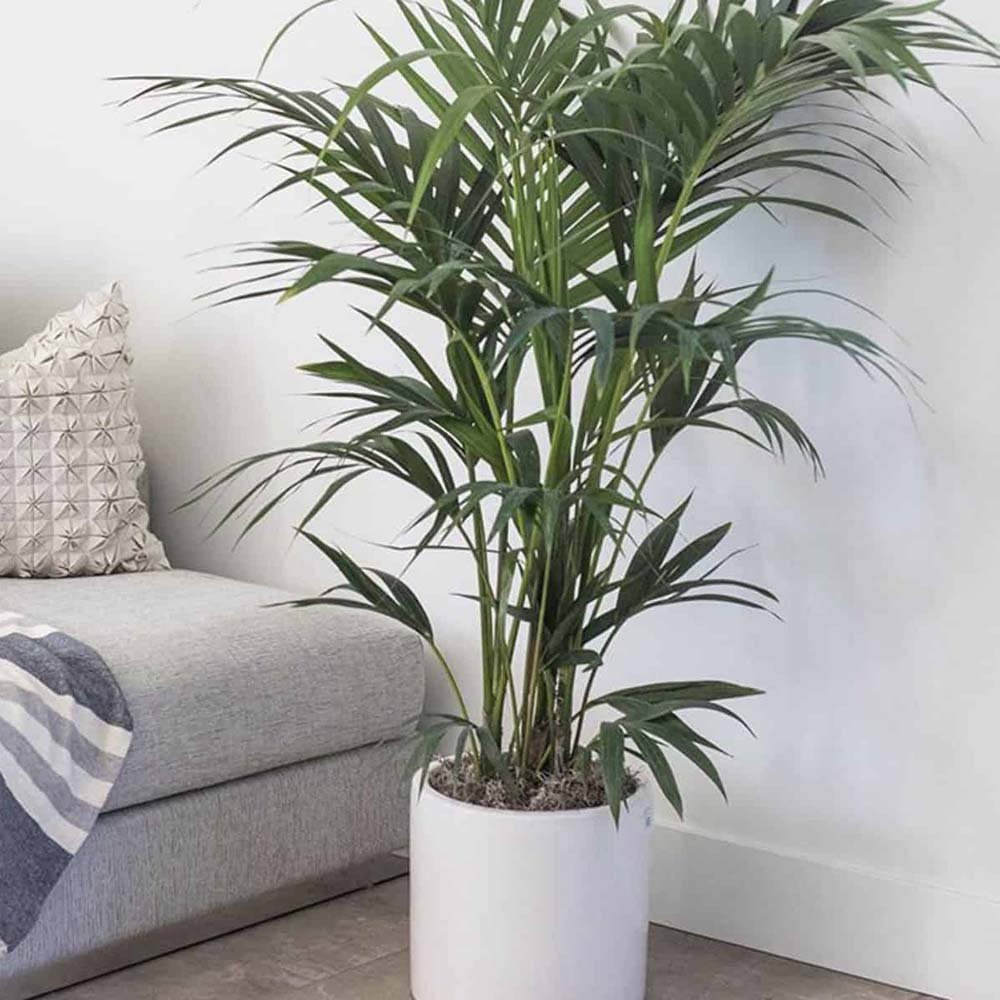 Black Friday - Reduceri Palmier Kentia (Howea Forsteriana) - 120 cm Promotie