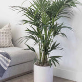 Black Friday - Reduceri Palmier Kentia (Howea Forsteriana) - 120 cm Promotie