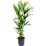 Black Friday - Reduceri Palmier Kentia (Howea Forsteriana) - 120 cm Promotie