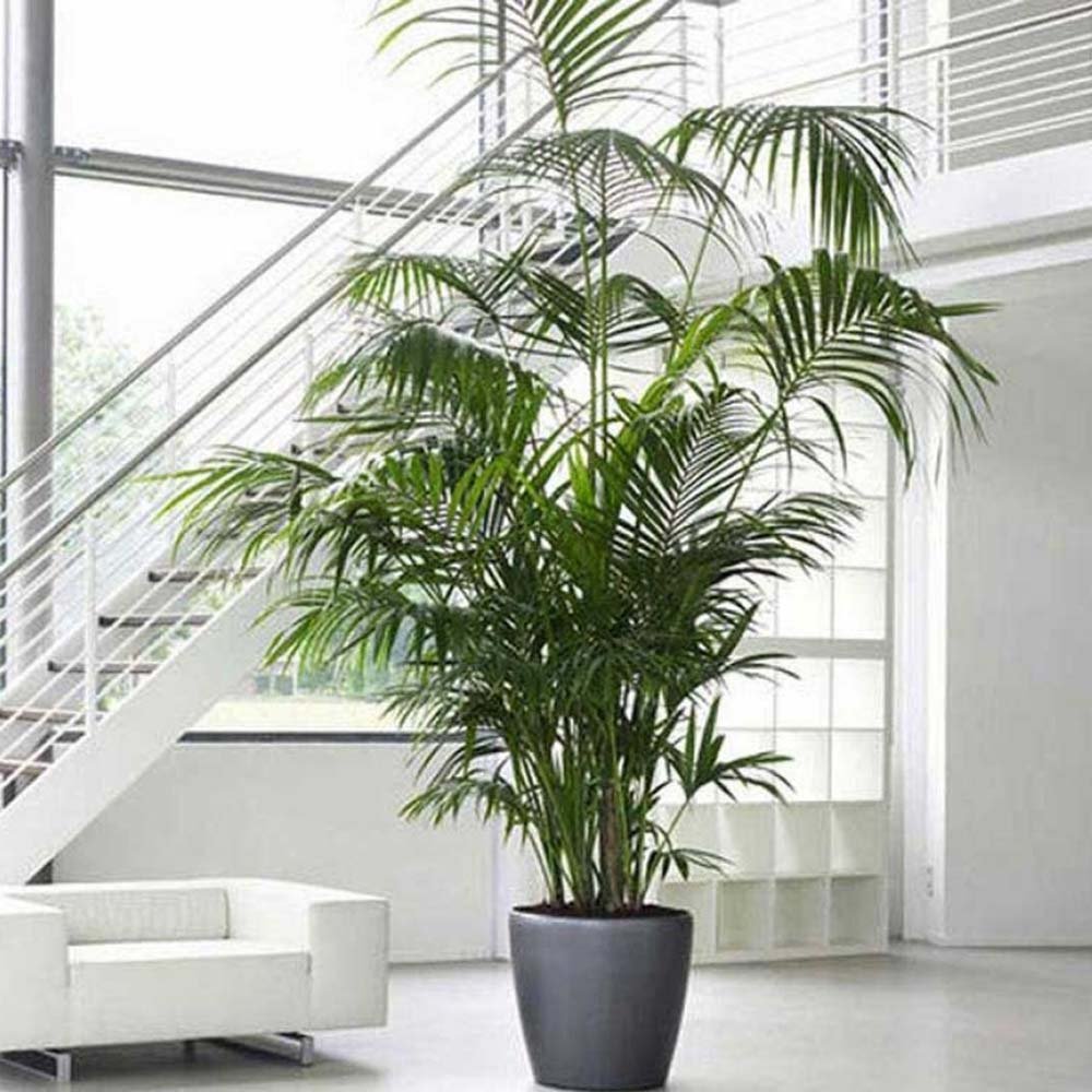 Palmier Kentia (Howea) Extra - 200 cm - VERDENA-200 cm la livrare, in ghiveci cu Ø de 27 cm