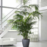Palmier Kentia (Howea) Extra - 200 cm - VERDENA-200 cm la livrare, in ghiveci cu Ø de 27 cm