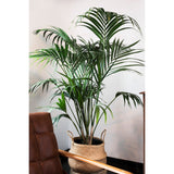 Palmier Kentia (Howea) Extra - 200 cm - VERDENA-200 cm la livrare, in ghiveci cu Ø de 27 cm