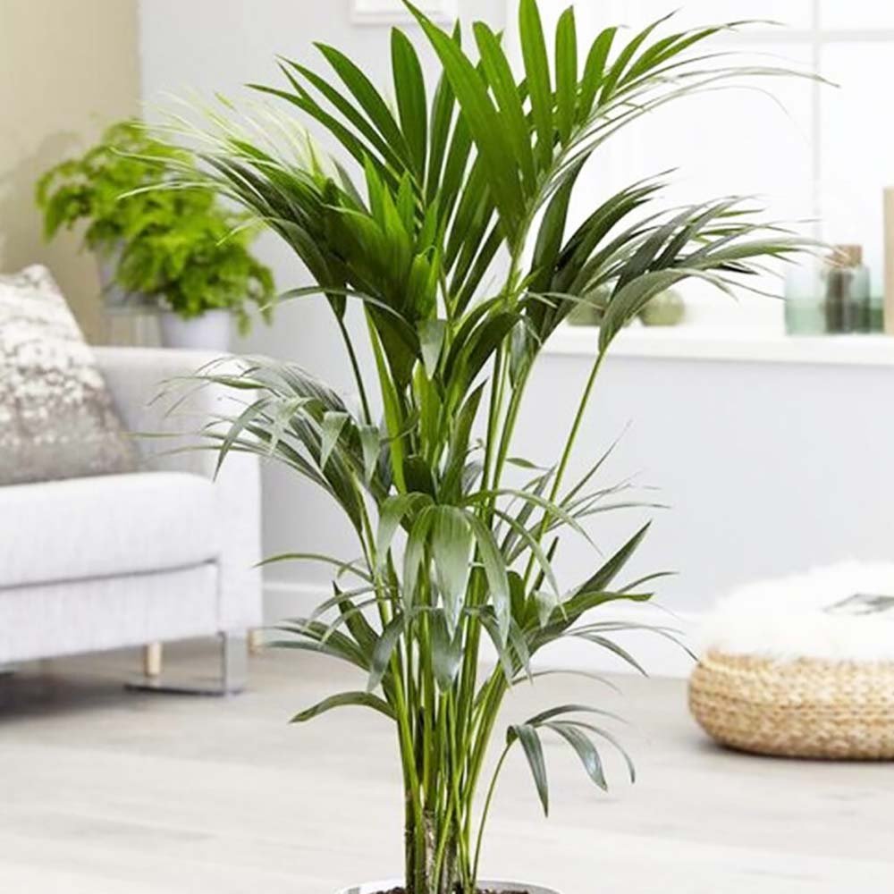 Palmier Kentia (Howea) Extra - 200 cm - VERDENA-200 cm la livrare, in ghiveci cu Ø de 27 cm