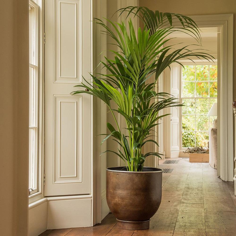 Palmier Kentia (Howea Forsteriana) - 120 cm - VERDENA-120 cm inaltime, livrat in ghiveci de 4.5 l