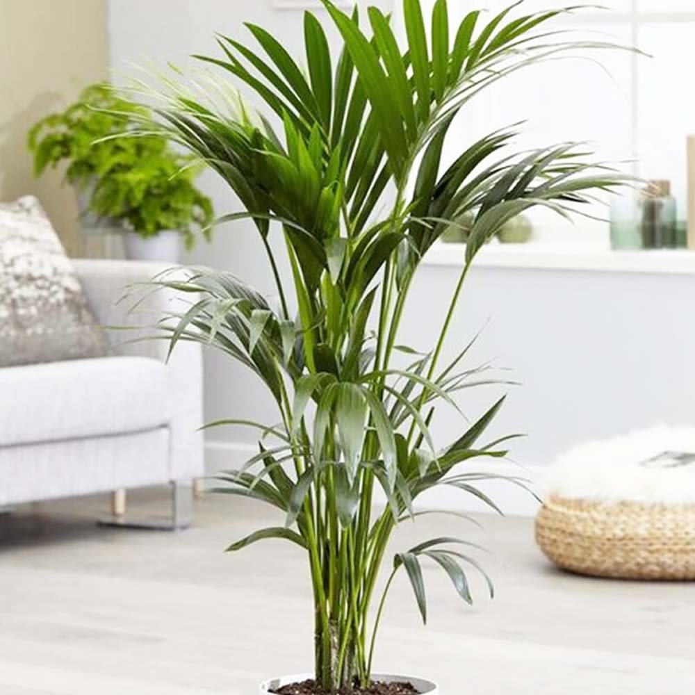 Palmier Kentia (Howea) forsteriana - 260 cm - VERDENA-livrat in ghiveci cu diametru de 30cm si 30 cm inaltime