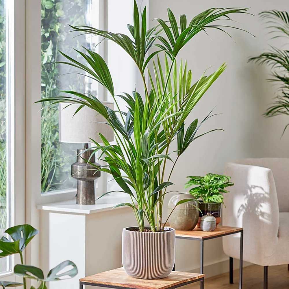 Palmier Kentia (Howea) forsteriana - 260 cm - VERDENA-livrat in ghiveci cu diametru de 30cm si 30 cm inaltime