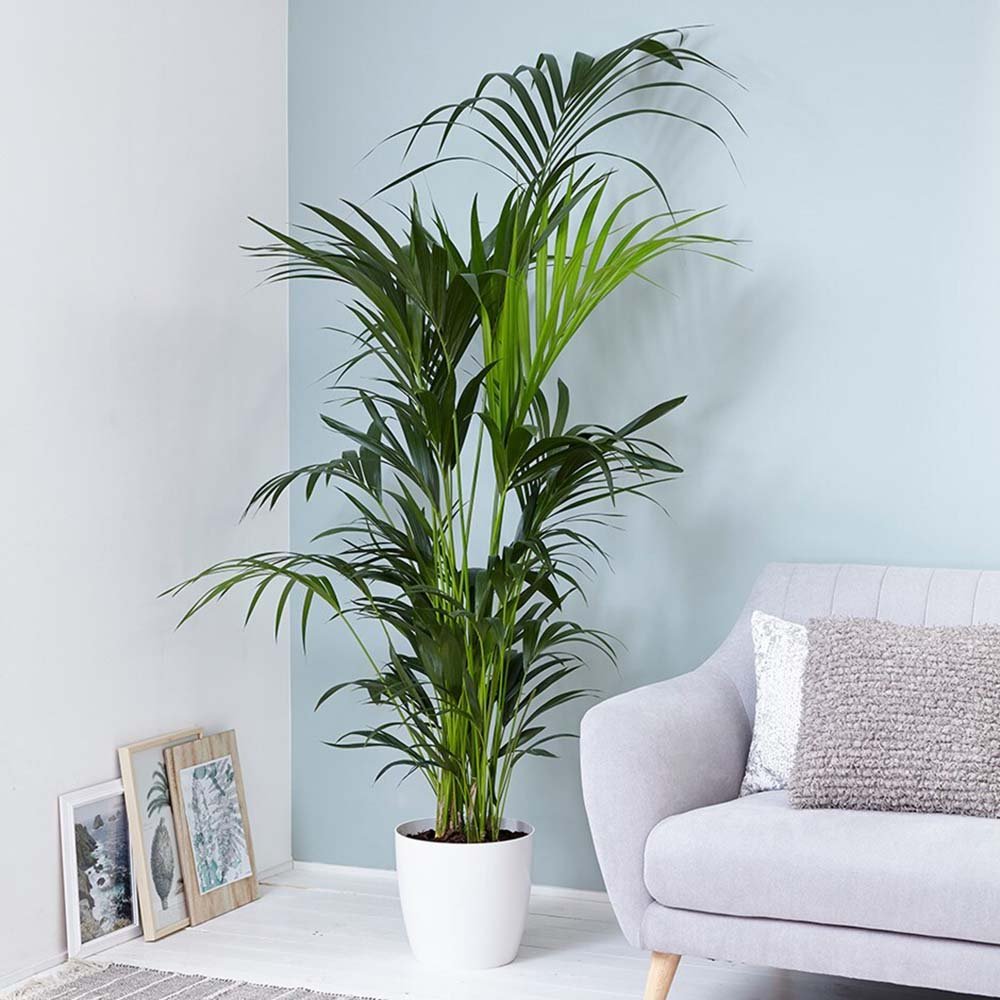 Palmier Kentia (Howea) forsteriana - 260 cm - VERDENA-livrat in ghiveci cu diametru de 30cm si 30 cm inaltime