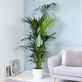 Palmier Kentia (Howea) forsteriana - 260 cm - VERDENA-livrat in ghiveci cu diametru de 30cm si 30 cm inaltime