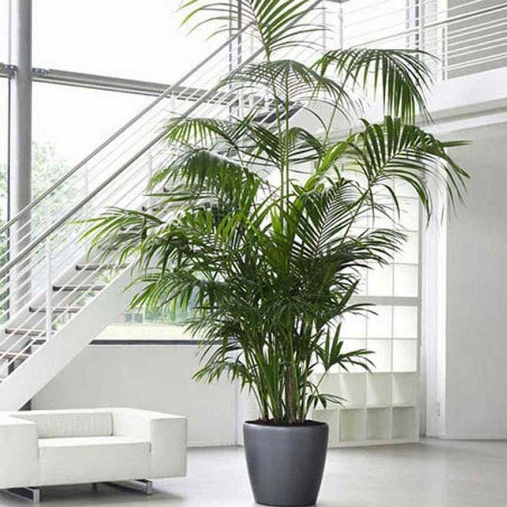 Palmier Kentia (Howea) forsteriana - 260 cm - VERDENA-livrat in ghiveci cu diametru de 30cm si 30 cm inaltime