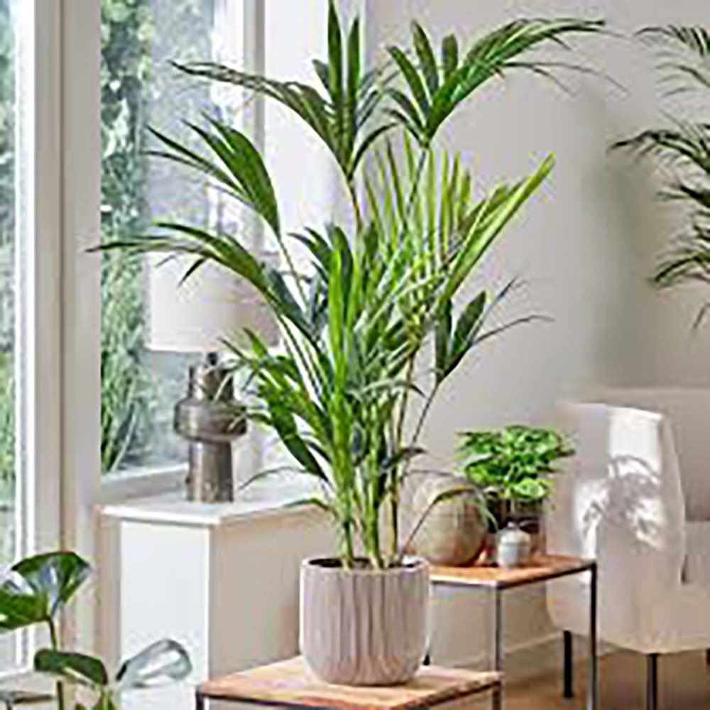 Palmier Kentia (Howea) forsteriana - 260 cm - VERDENA-livrat in ghiveci cu diametru de 30cm si 30 cm inaltime