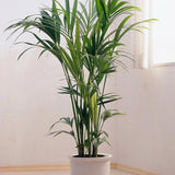 Palmier Kentia (Howea) forsteriana - 260 cm, livrat in ghiveci cu diametru de 30cm si 30 cm inaltime