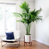 Palmier Kentia (Howea) forsteriana - 260 cm - VERDENA-livrat in ghiveci cu diametru de 30cm si 30 cm inaltime