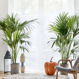 Palmier Kentia (Howea) forsteriana - 260 cm - VERDENA-livrat in ghiveci cu diametru de 30cm si 30 cm inaltime