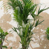 Palmier Kentia (Howea) forsteriana - 260 cm, livrat in ghiveci cu diametru de 30cm si 30 cm inaltime