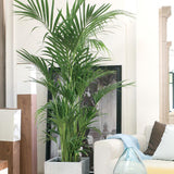 Palmier Kentia (Howea) forsteriana - 260 cm, livrat in ghiveci cu diametru de 30cm si 30 cm inaltime