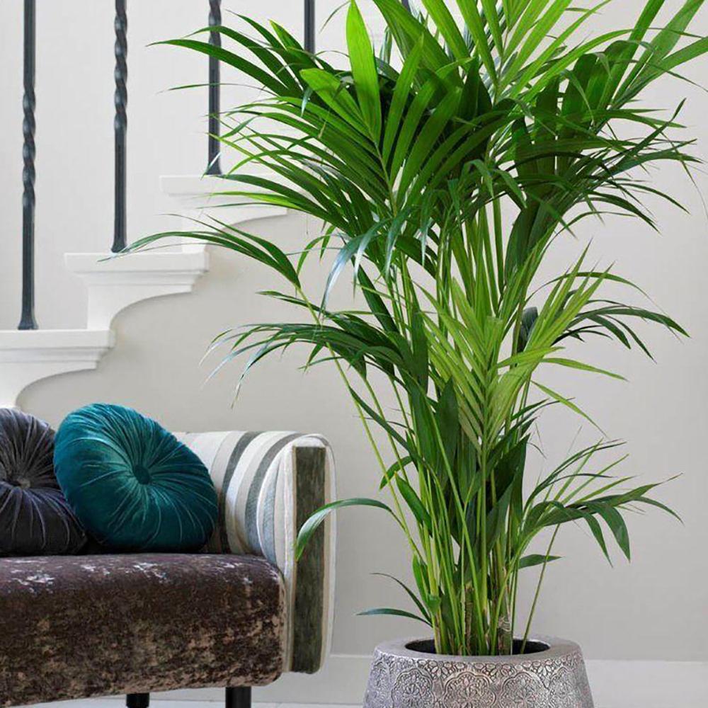Palmier Kentia (Howea) forsteriana - 260 cm, livrat in ghiveci cu diametru de 30cm si 30 cm inaltime