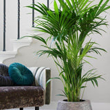 Palmier Kentia (Howea) forsteriana - 260 cm, livrat in ghiveci cu diametru de 30cm si 30 cm inaltime